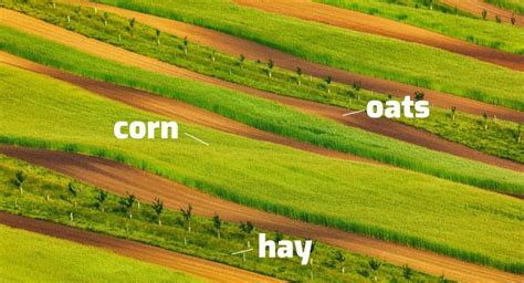 strip crop|strip cropping pros and cons.